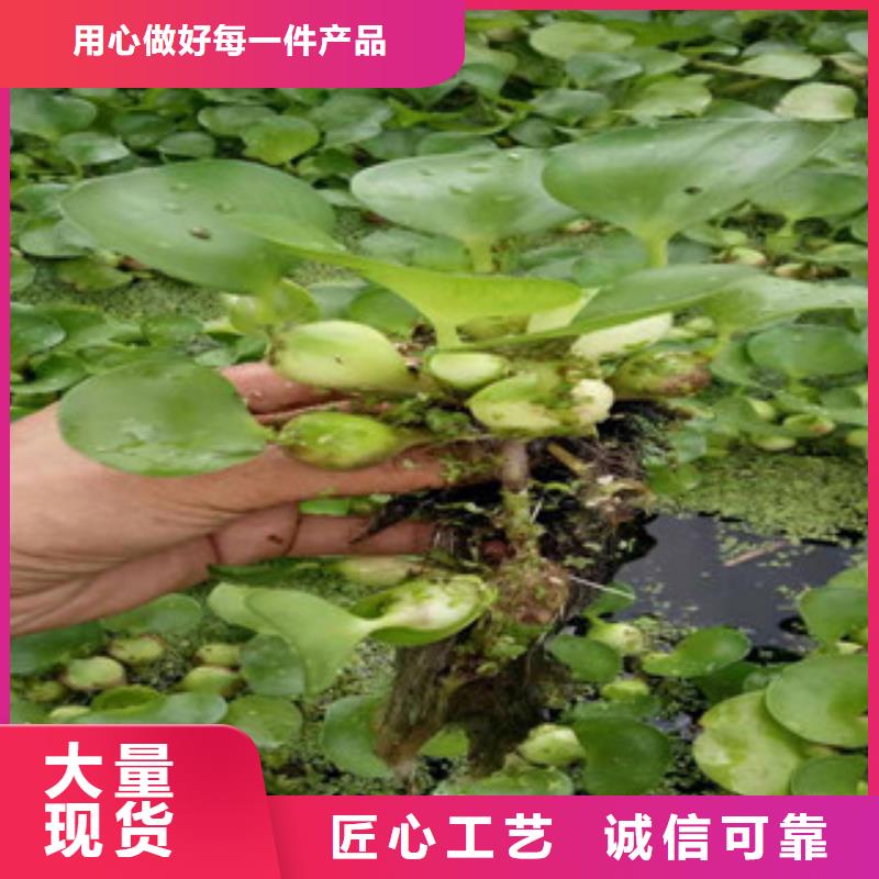 宿根花卉-花海景观工程主推产品