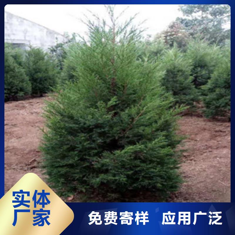 宿根花卉-观赏草/蒲苇狼尾草规格齐全实力厂家