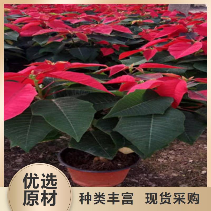 【宿根花卉】花海景观工程厂家直销规格多样