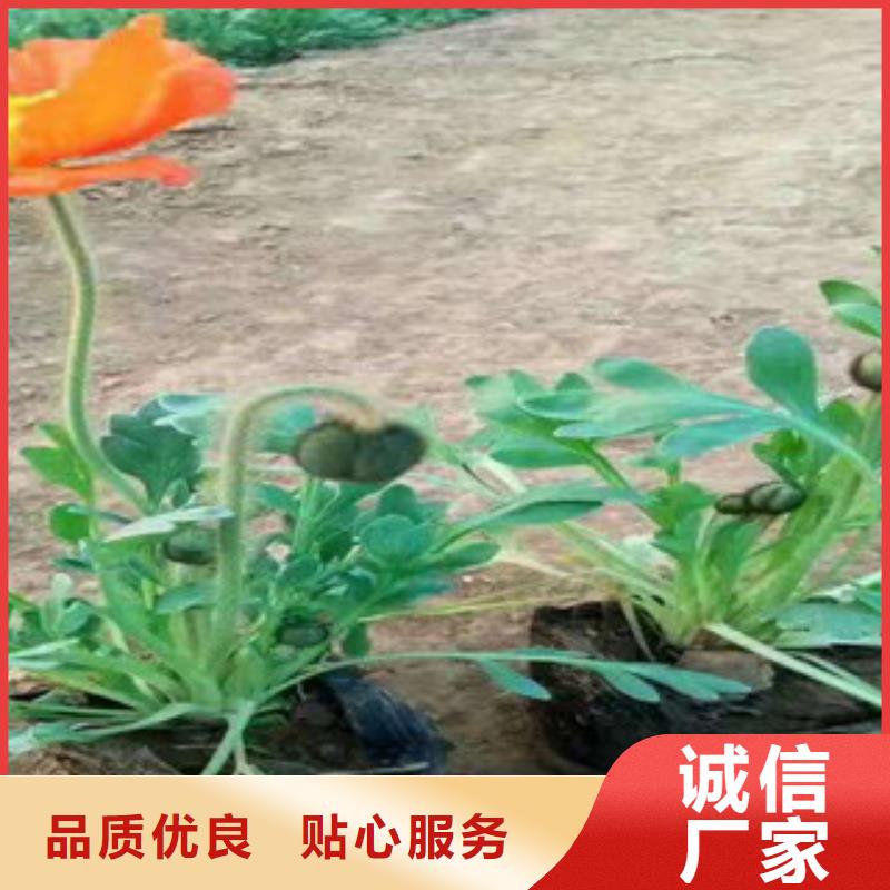 【宿根花卉】花海景观工程厂家直销规格多样