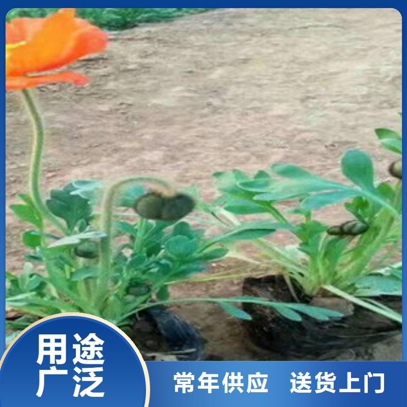 【宿根花卉】耐寒耐旱草花基地大量现货供应