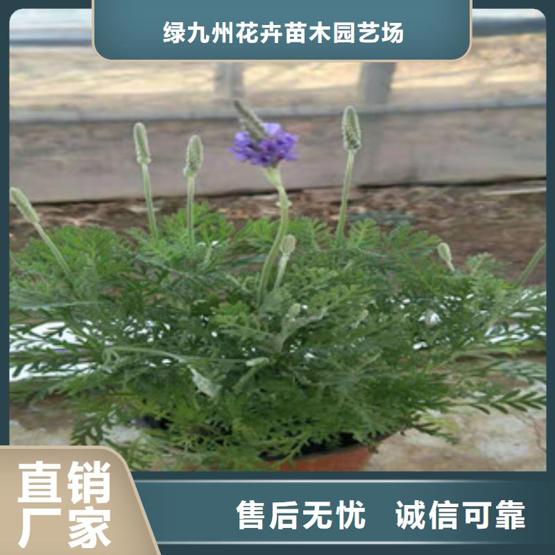 【宿根花卉】耐寒耐旱草花基地大量现货供应