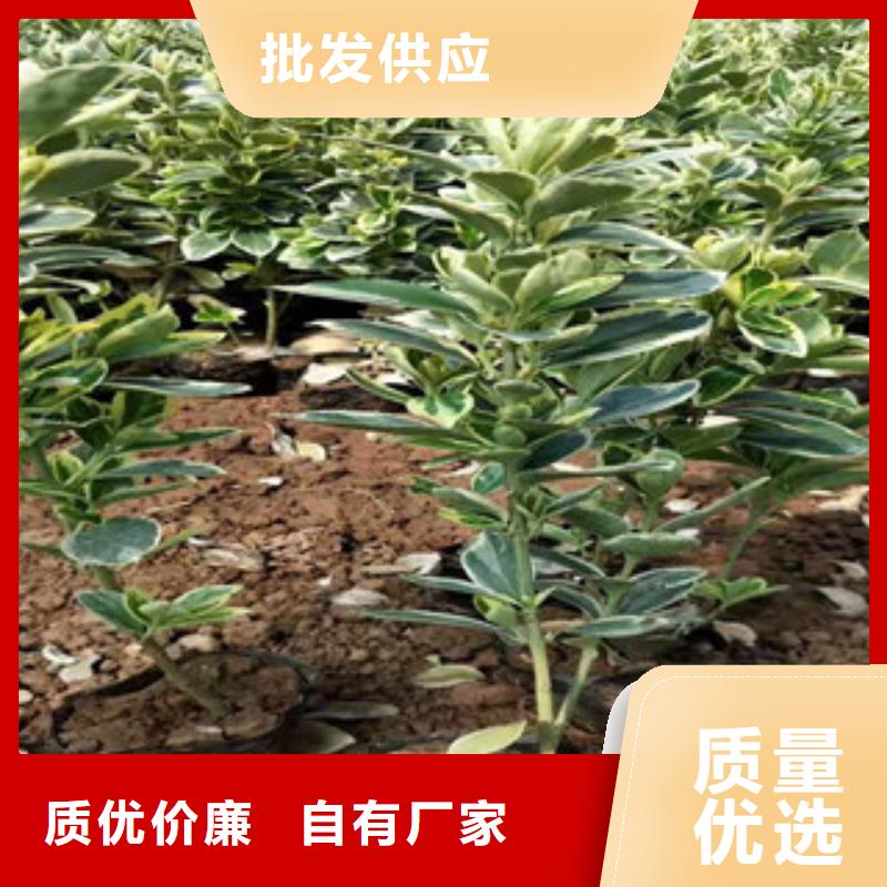 宿根花卉-观赏草/蒲苇狼尾草规格齐全实力厂家