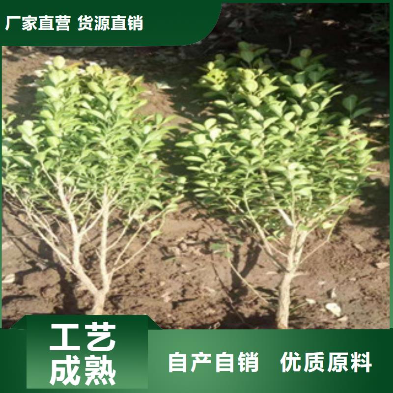 宿根花卉-耐寒耐旱草花基地来图加工定制