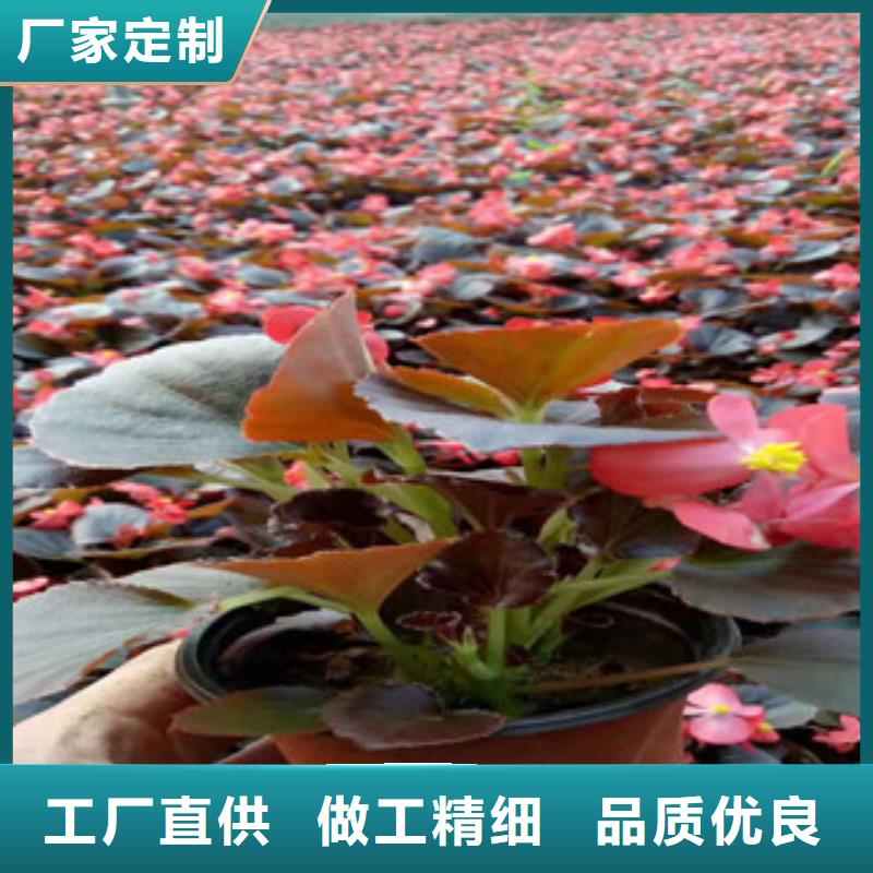 宿根花卉-时令花卉/绿化草花价格交货准时
