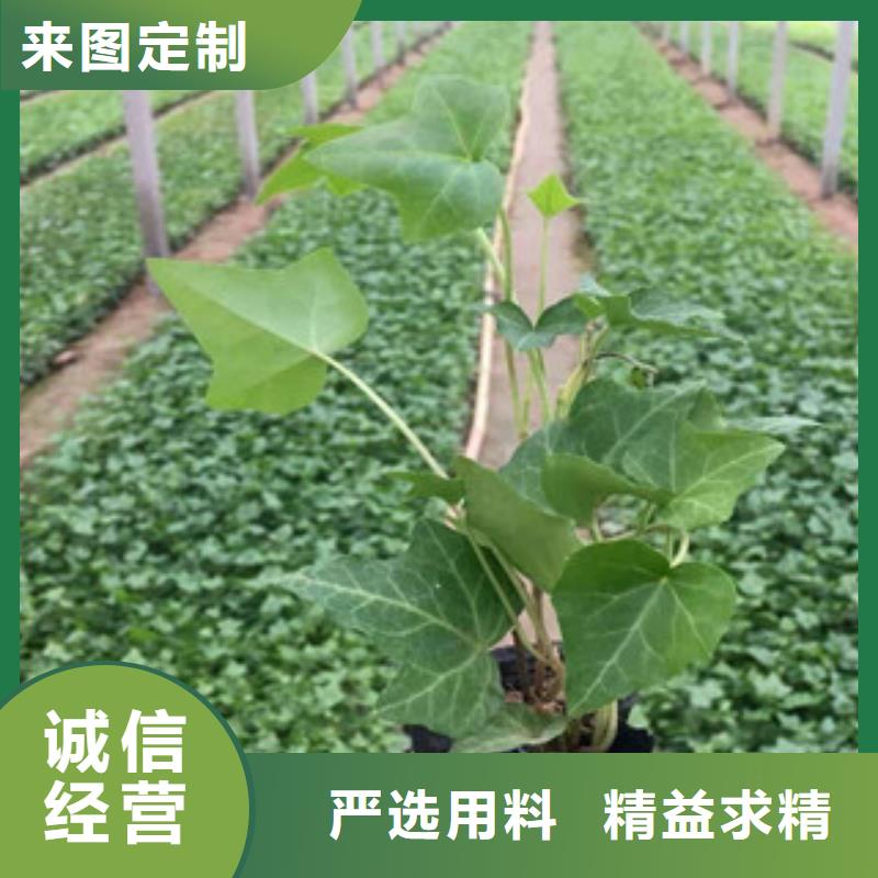 宿根花卉花海景观工程货品齐全