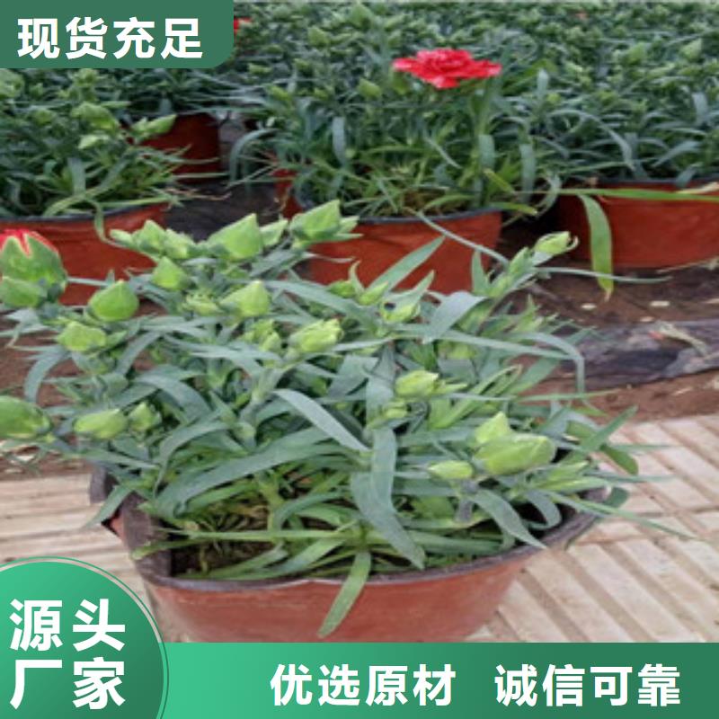 宿根花卉五一国庆草花批发用心做好细节