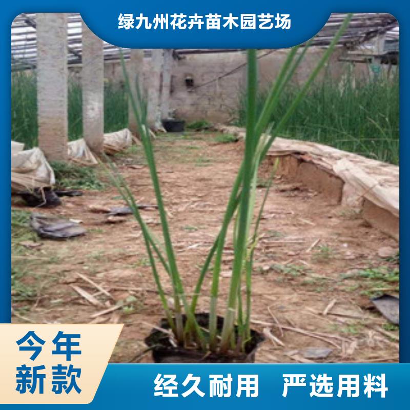 宿根花卉柳叶马鞭草/薰衣草制造厂家