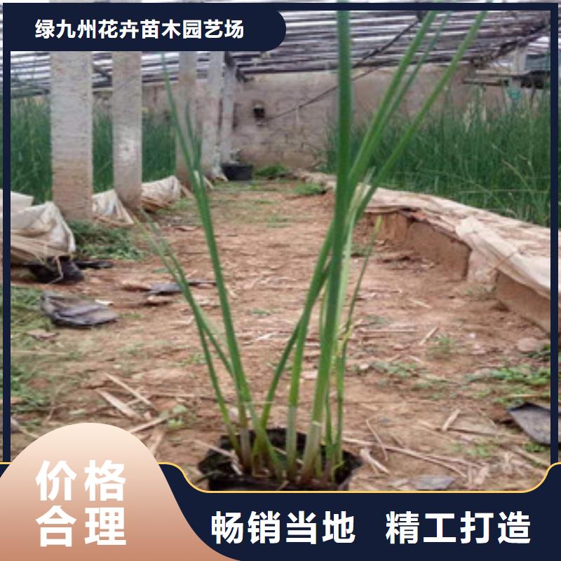 【宿根花卉】花海景观工程厂家直销规格多样