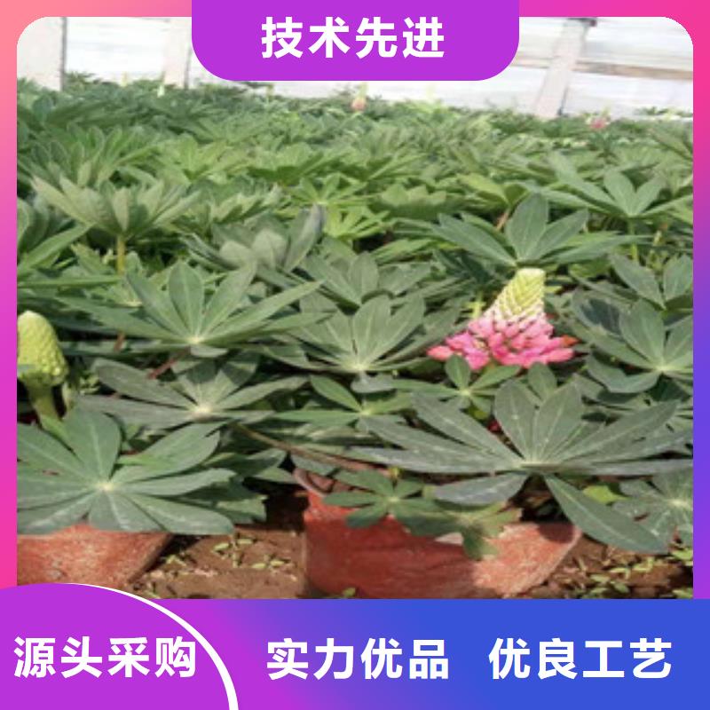 宿根花卉水生植物/荷花睡莲质优价廉