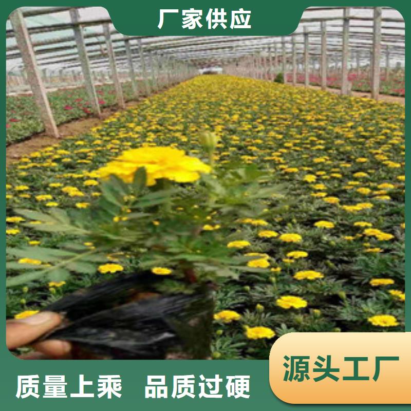 宿根花卉柳叶马鞭草/薰衣草源厂定制