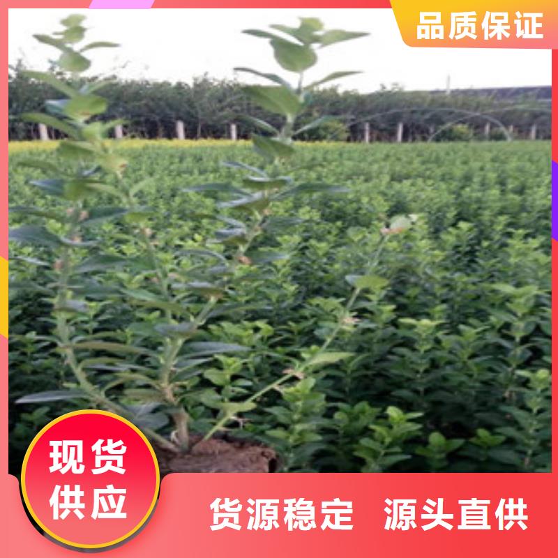 宿根花卉水生植物/荷花睡莲质优价廉