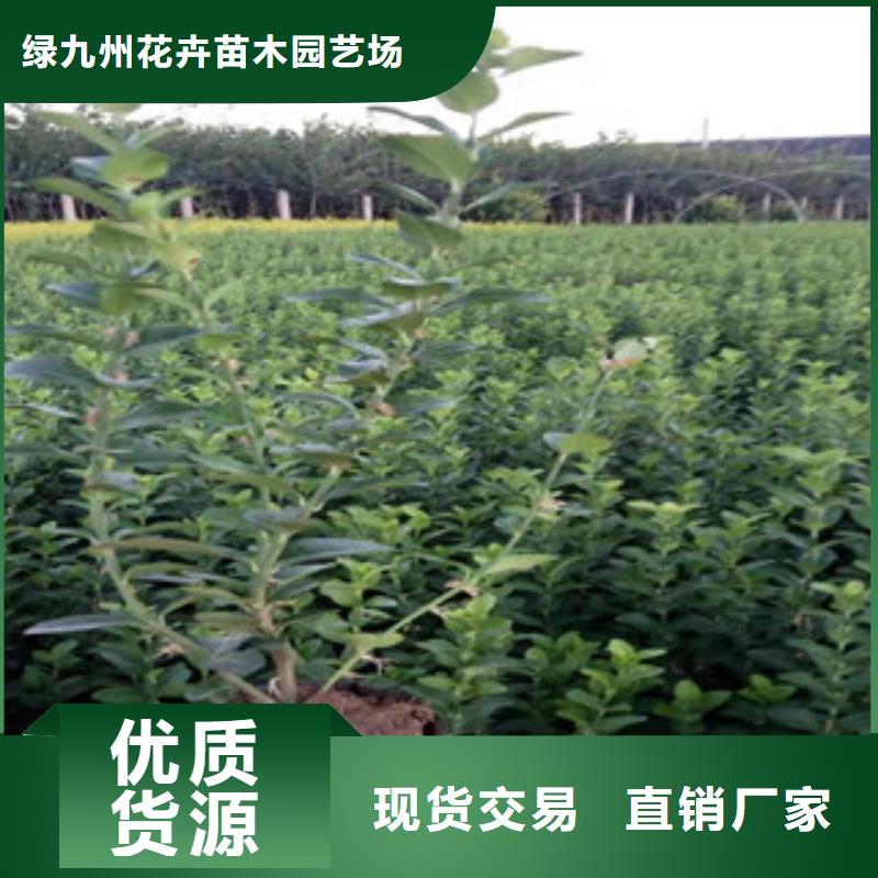 宿根花卉-五一国庆草花批发使用寿命长久