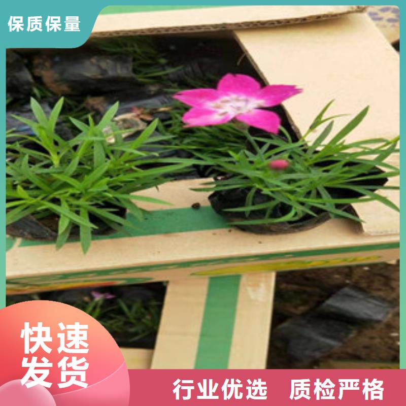 宿根花卉时令花卉/绿化草花价格可定制