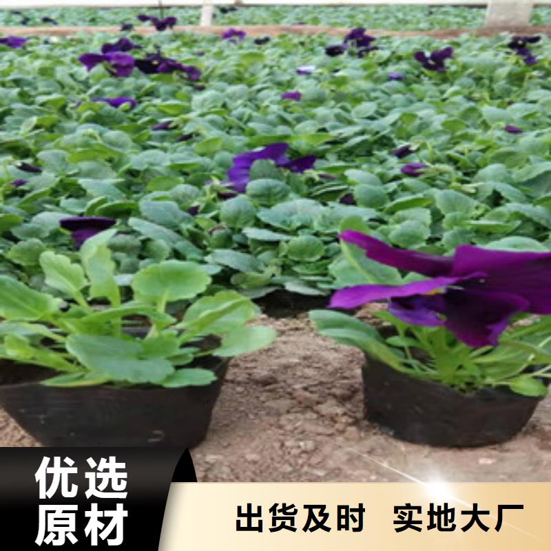 宿根花卉时令花卉/绿化草花价格可定制