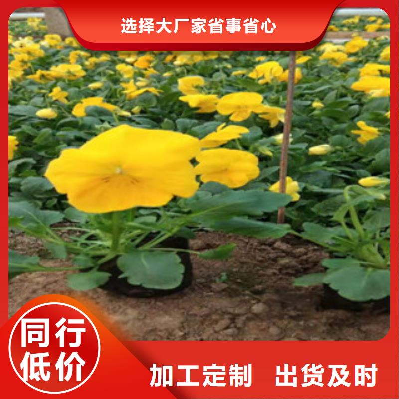 宿根花卉_耐寒耐旱草花基地质检严格