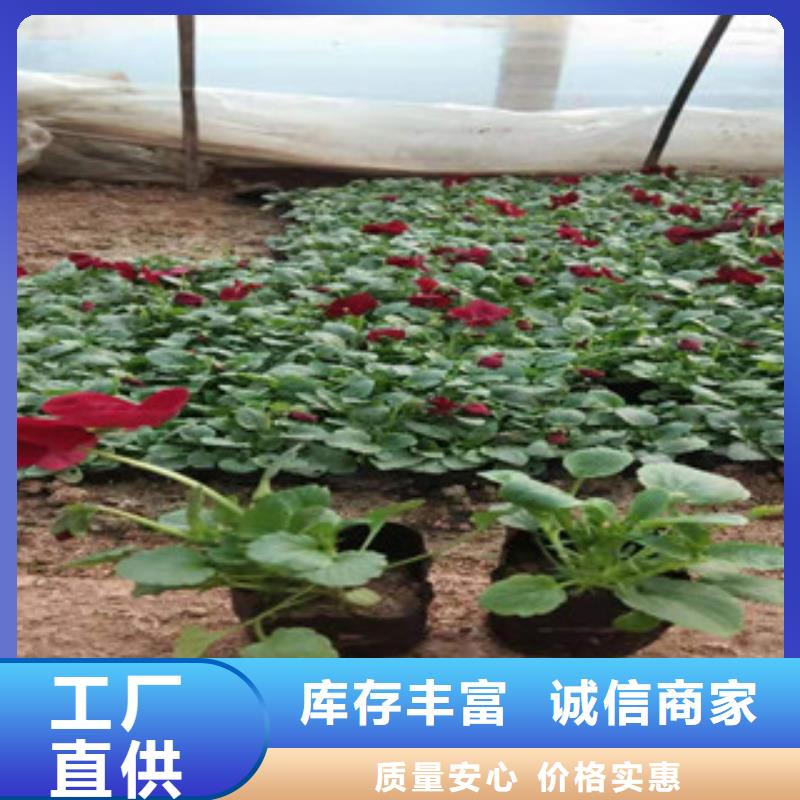 宿根花卉时令花卉/绿化草花价格可定制