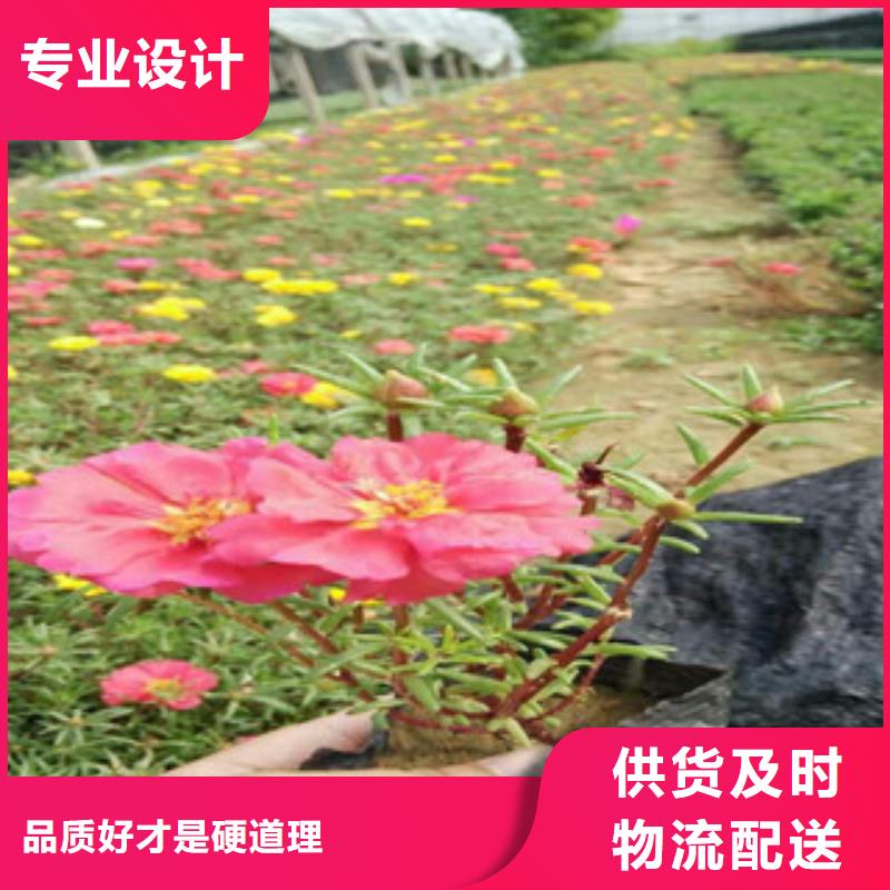 花海景观耐寒耐旱草花基地厂家批发价