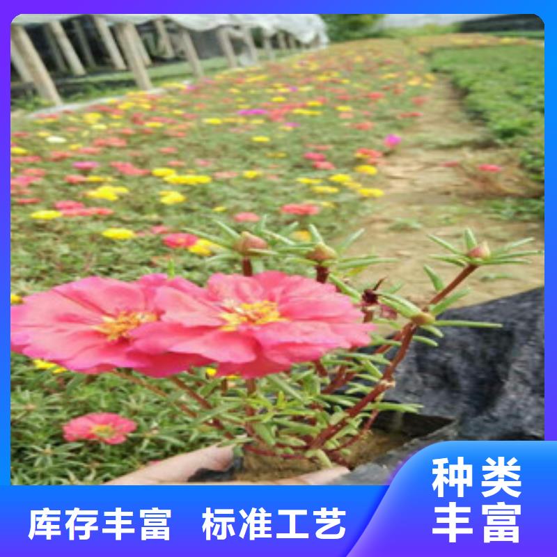 花海景观宿根花卉基地厂家定制