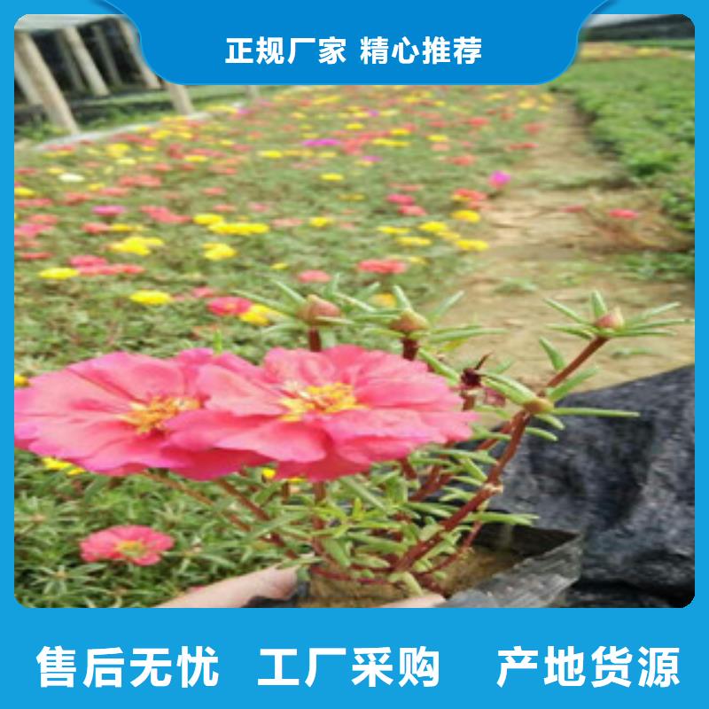 花海景观宿根花卉基地使用方法
