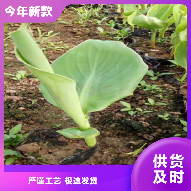 花海景观时令花卉/绿化草花价格品质保证实力见证