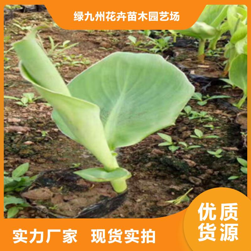 花海景观【花海景观工程】供应商