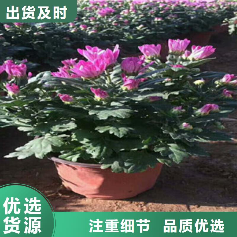 花海景观花海景观工程值得信赖