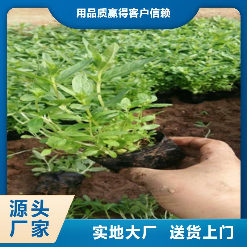 花海景观花海景观工程严格把关质量放心