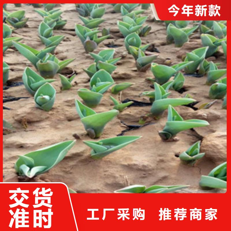 【花海景观观赏草/蒲苇狼尾草精选优质材料】