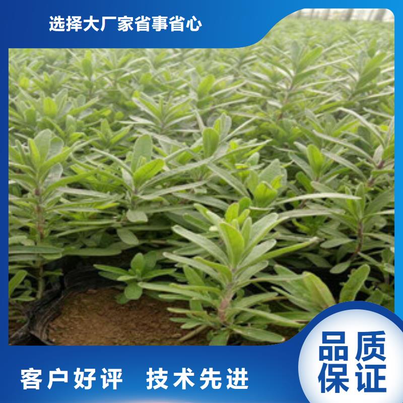 【花海景观观赏草/蒲苇狼尾草精选优质材料】