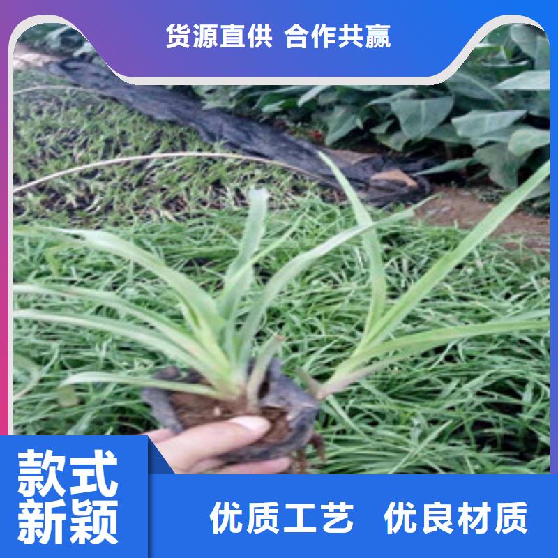 花海景观花海景观工程严格把关质量放心