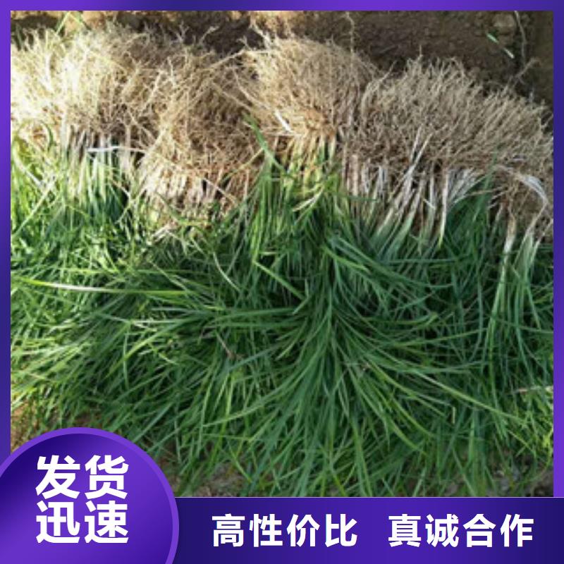 花海景观耐寒耐旱草花基地现货供应