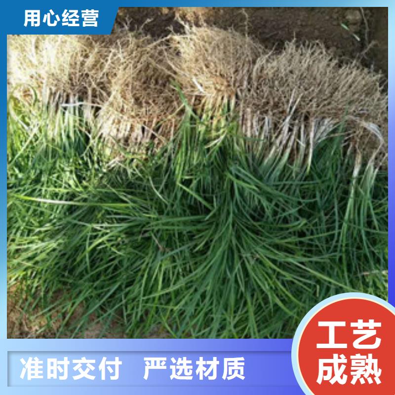 花海景观水生植物/荷花睡莲超产品在细节