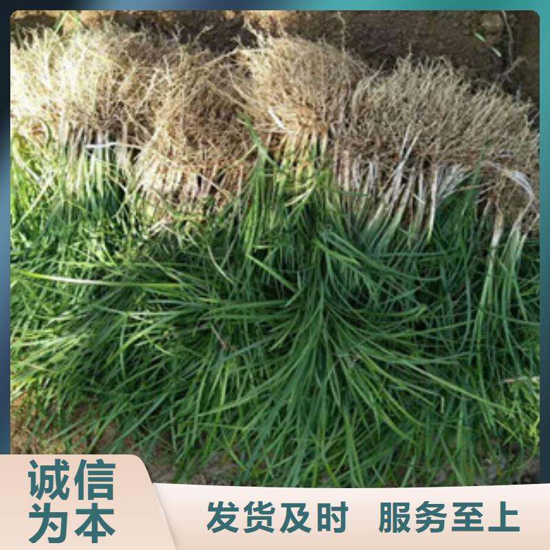 |银海|海城|贵港|来宾|玉林|梧州|崇左|百色绿九州【花海景观】 柳叶马鞭草/薰衣草 精心