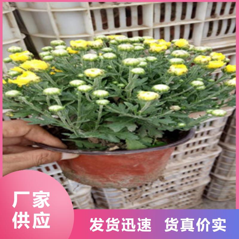 【花海景观时令花卉/绿化草花价格买的放心】