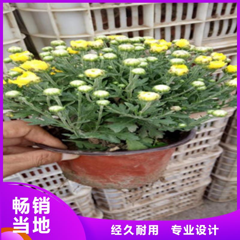 花海景观时令花卉/绿化草花价格质量三包