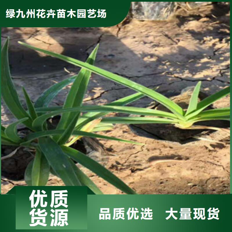 【花海景观观赏草/蒲苇狼尾草精选优质材料】