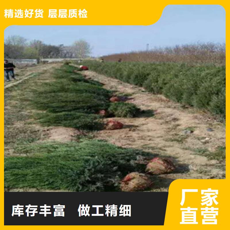 花海景观花海景观工程严格把关质量放心