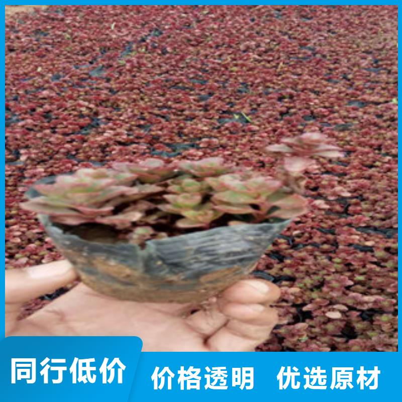 花海景观花海景观工程严格把关质量放心