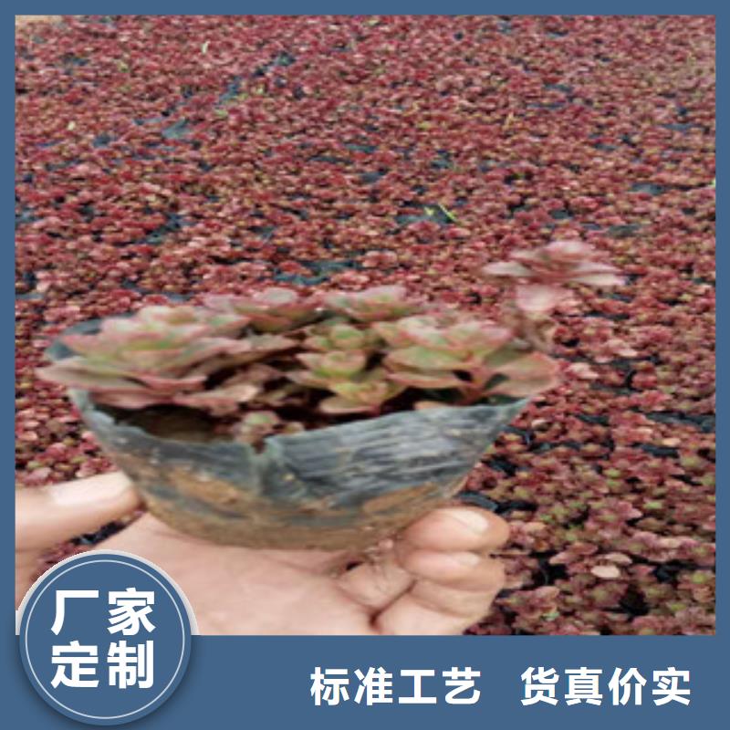 花海景观_时令花卉/绿化草花价格匠心工艺