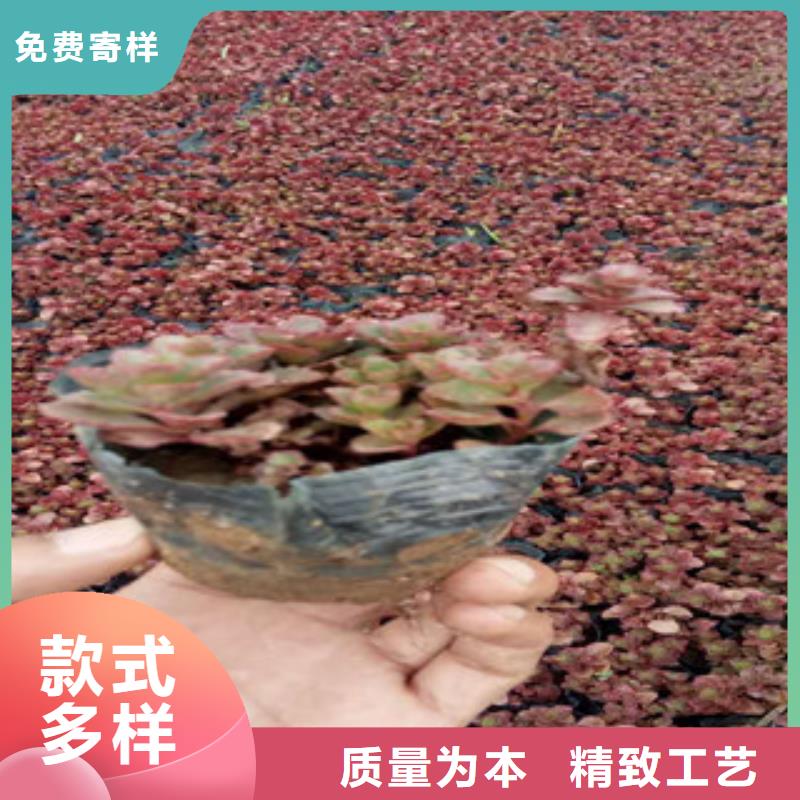 花海景观耐寒耐旱草花基地现货供应