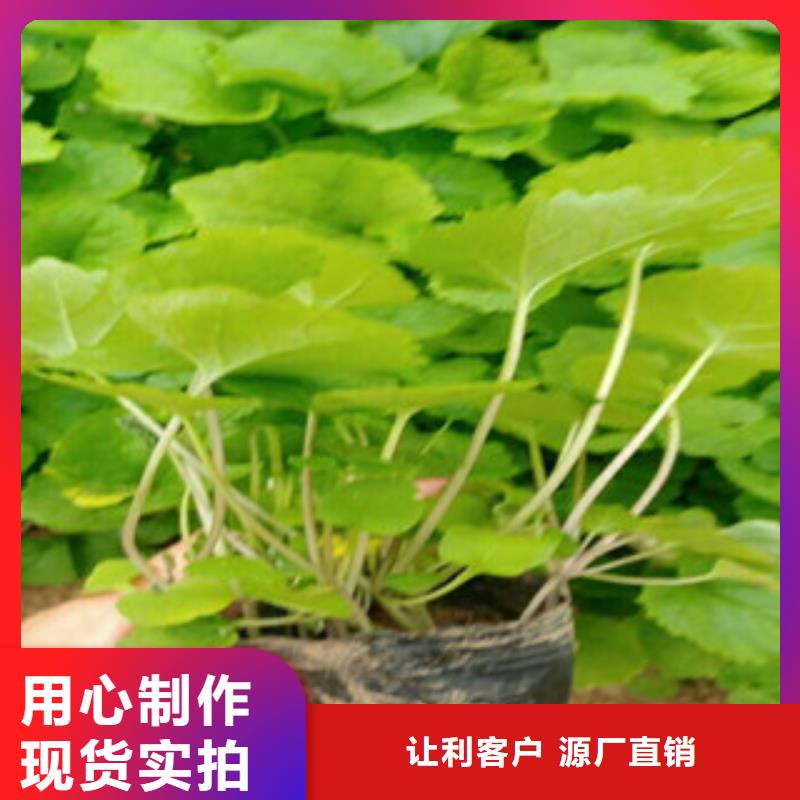 花海景观时令花卉/绿化草花价格厂家自营