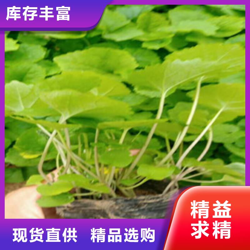 花海景观时令花卉/绿化草花价格质量三包