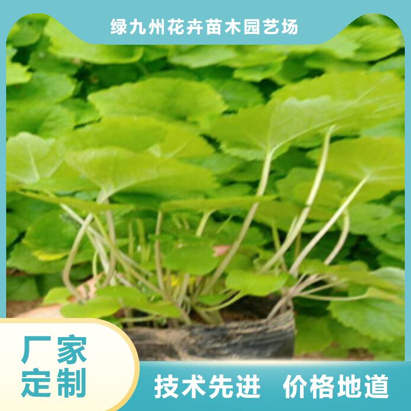 花海景观_耐寒耐旱草花基地款式多样