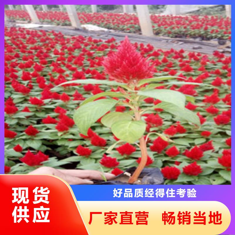 花海景观观赏草/蒲苇狼尾草选择我们没错