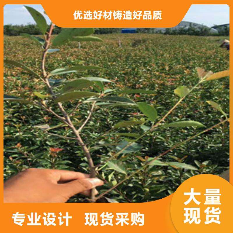 【花海景观耐寒耐旱草花基地选择我们没错】
