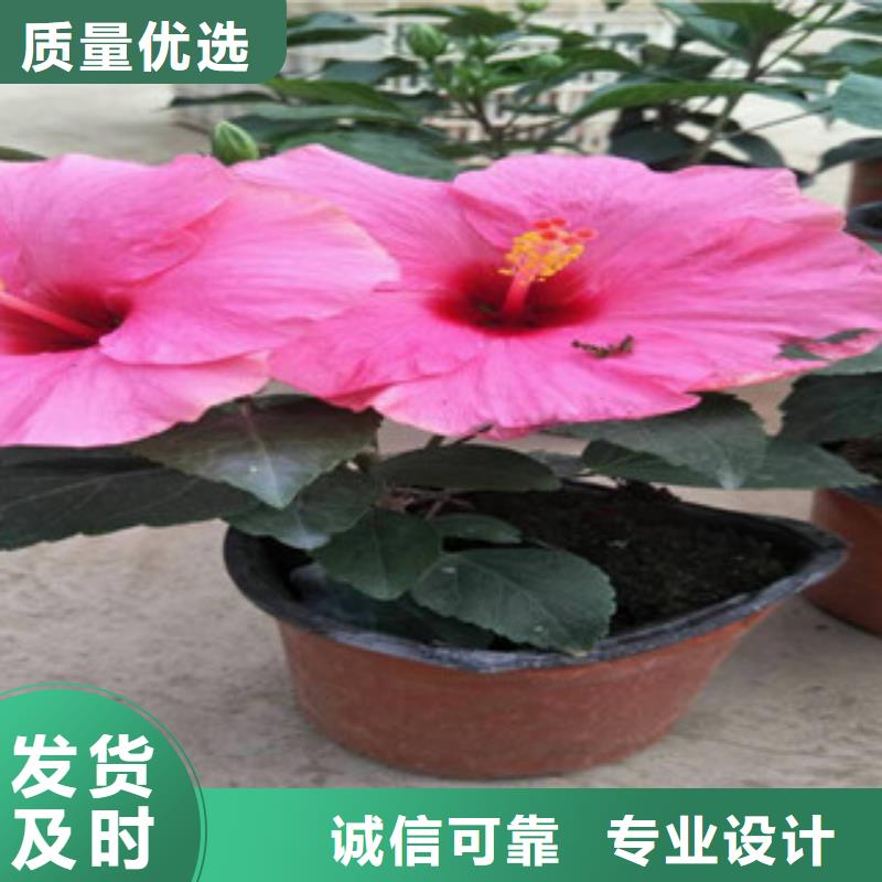 花海景观时令花卉/绿化草花价格厂家自营