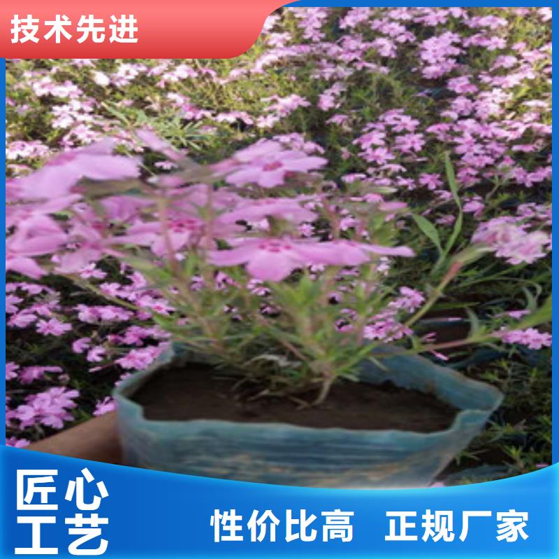 花海景观,花海景观工程工厂直营