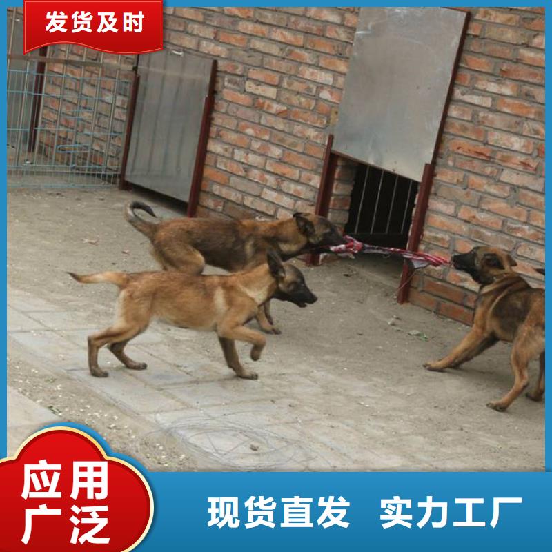 (一品)【马犬】-杜高犬拥有核心技术优势-阿奇乐乐