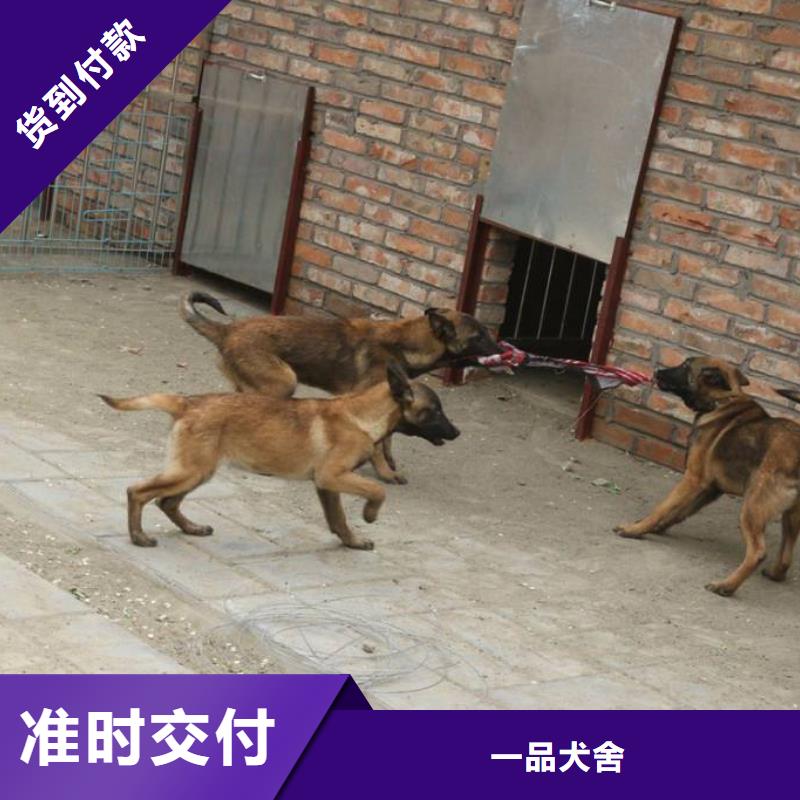 一品【马犬】-杜高犬拥有核心技术优势